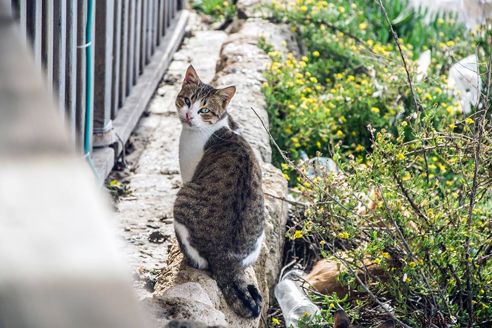 12107719_922594211120972_4260634184206078005_n